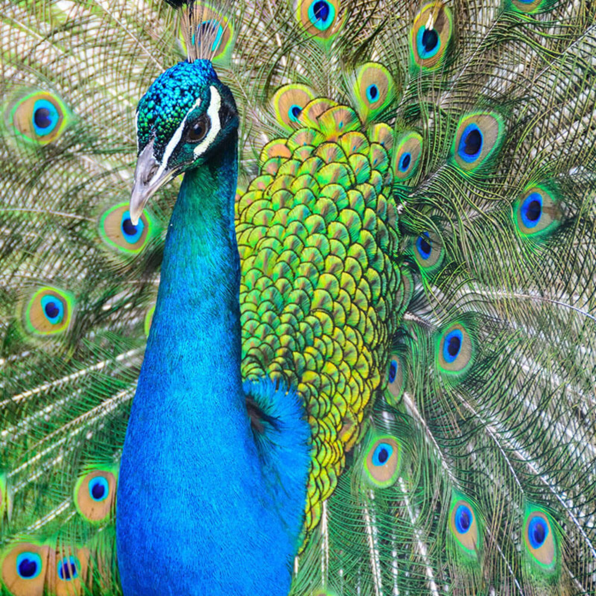 Animal 39 a