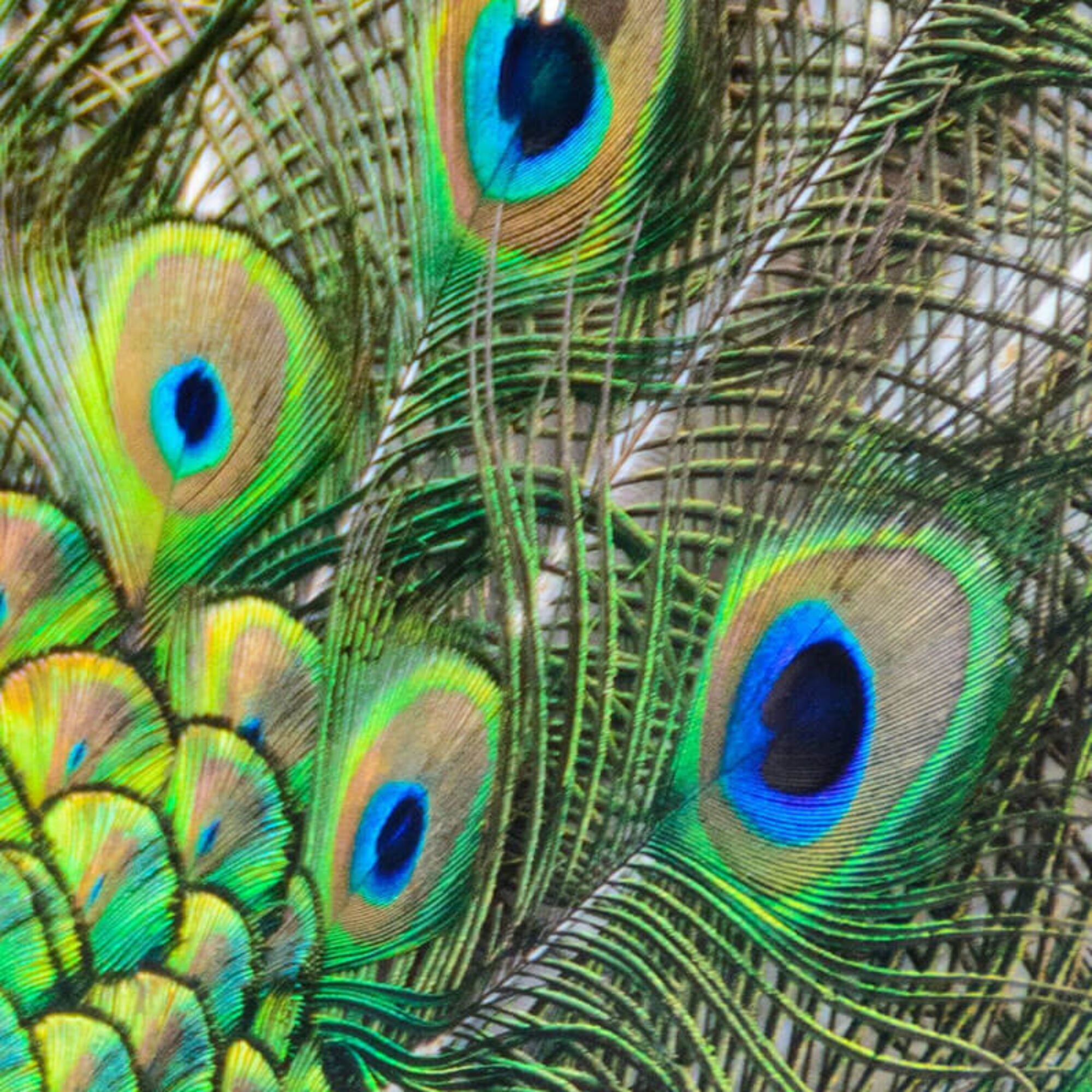 Animal 39 q