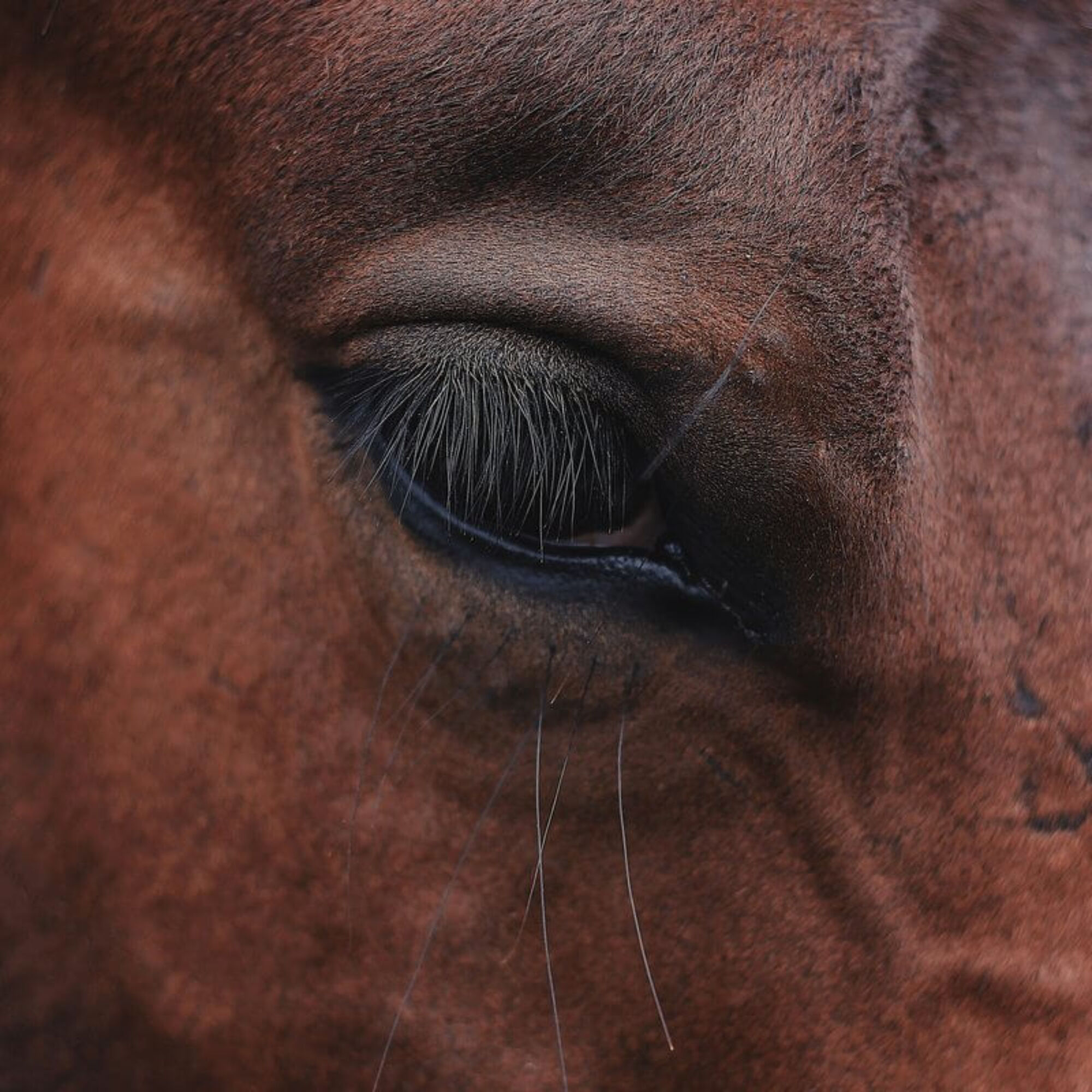 Close up 50 a