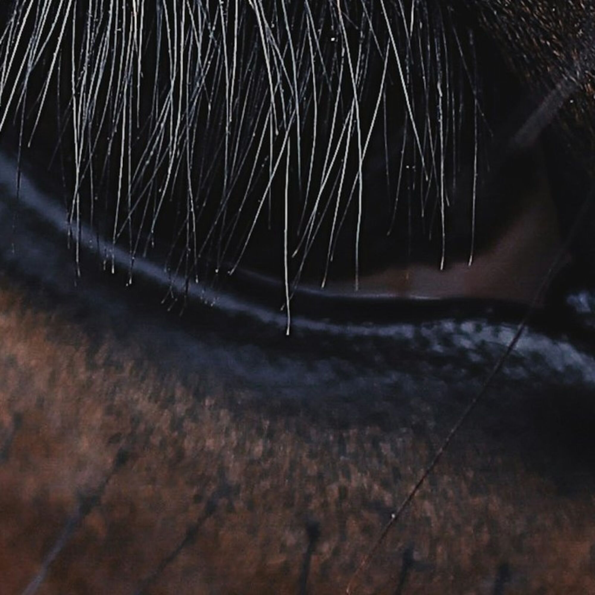 Close up 50 q