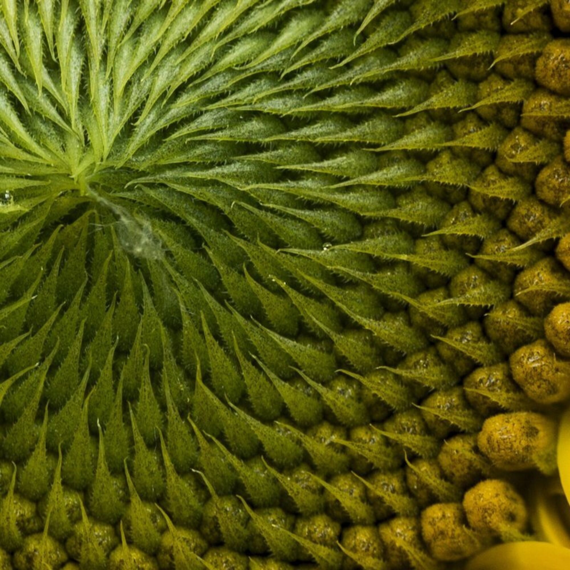 Close up 55 q